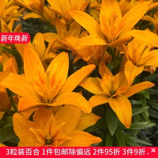 乔乔花屋 荷兰进口百合花种球无香微重瓣黄金姐妹新品 3粒现货