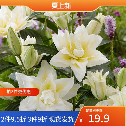 乔乔花屋荷兰进口百合花种球香水重瓣系列多个品种大球3粒装现货