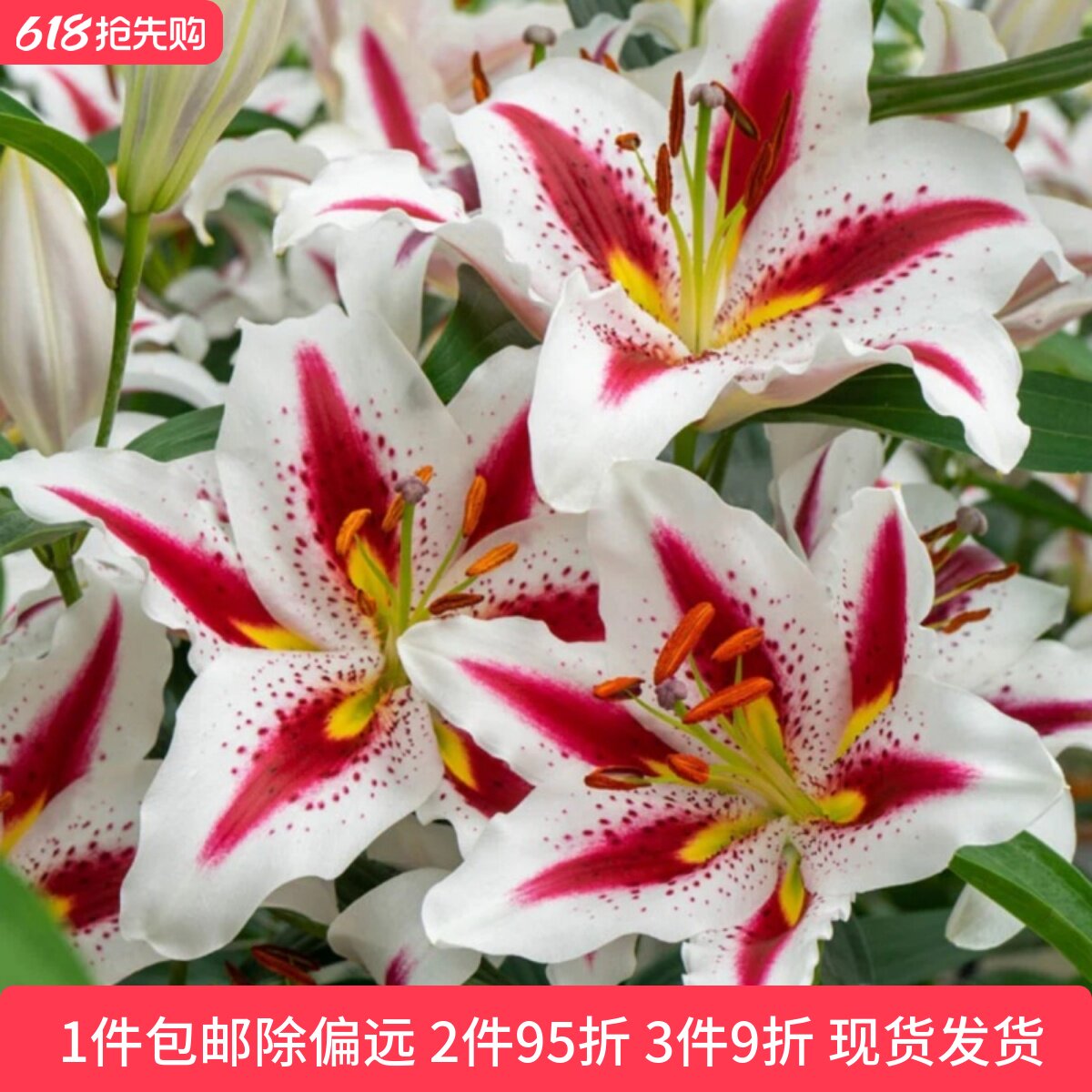 乔乔花屋荷兰进口百合花种球O东方系列香水单瓣多个品种3粒装现货