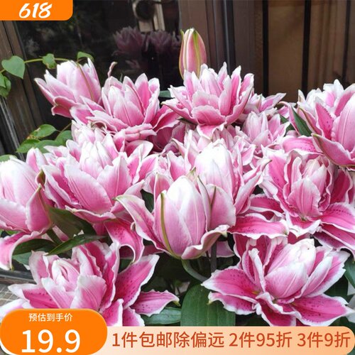 乔乔花屋 荷兰进口香水百合花种球火星之恋艳粉色重瓣 3粒装现货
