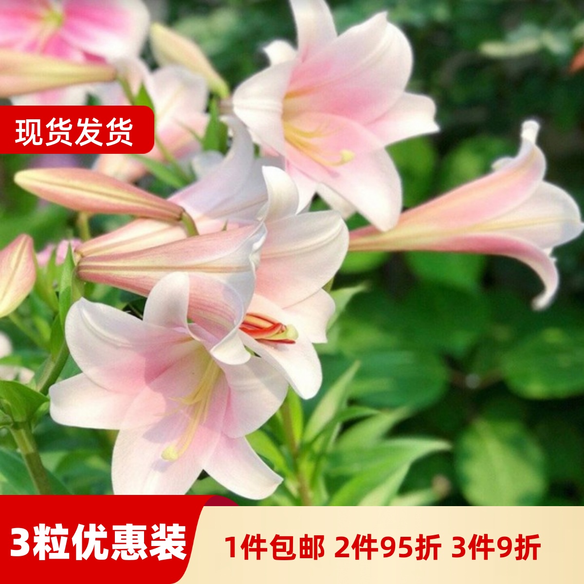 乔乔花屋荷兰进口百合花种球LO/铁炮系列喇叭花多个品种3粒装现货