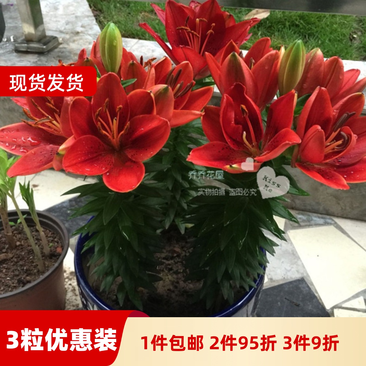 乔乔花屋 荷兰进口百合花种球亚洲/LA系列矮化盆栽品种 3粒装现货