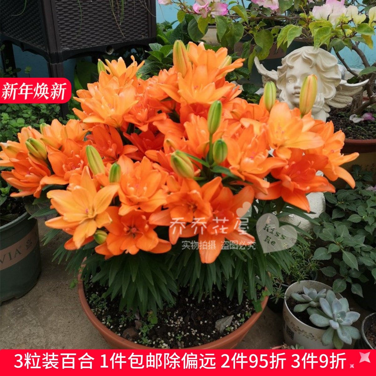 乔乔花屋 荷兰进口矮化百合种球矮化盆栽系列多个品种 3粒装现货,鲜花速递/花卉仿真/绿植园艺,时令草本花卉,淘宝优惠券,粉丝福利购,淘宝优惠卷
