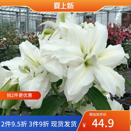 乔乔花屋 荷兰进口香水百合花种爱莎白色绿心重瓣浓香 3粒装现货