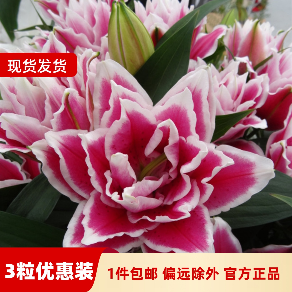乔乔花屋 荷兰进口香水百合花种球18/20萨曼莎 3粒装现货