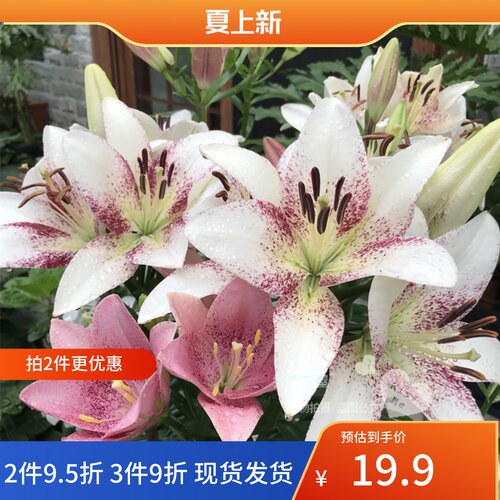 乔乔花屋 百合花种球无香LA单瓣系列耐热耐寒甜蜜系列 3粒装现货
