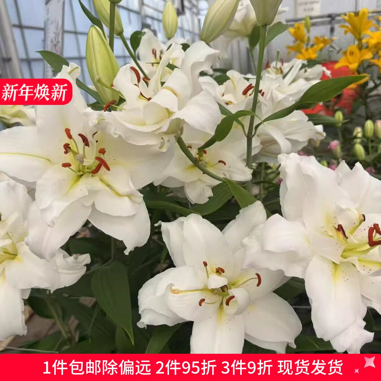 乔乔花屋 荷兰进口香水百合花种球暴风雪白色黄心重瓣 3粒装现货