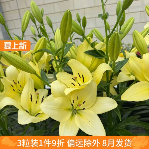 乔乔花屋 百合花种球LA/LO系列无香单瓣重瓣多个品种 3粒装8月发