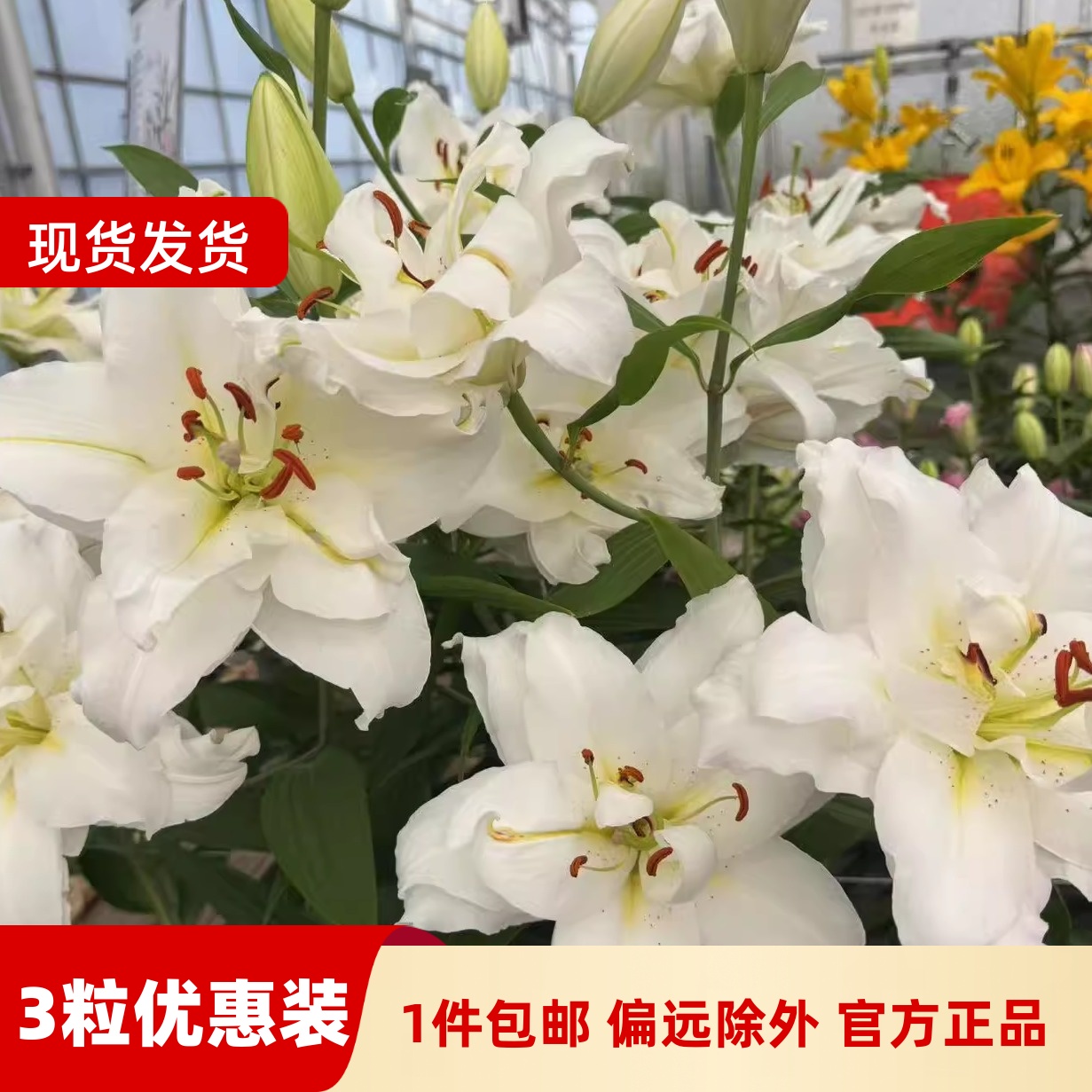 乔乔花屋 荷兰进口香水百合花种球暴风雪白色黄心重瓣 3粒装现货