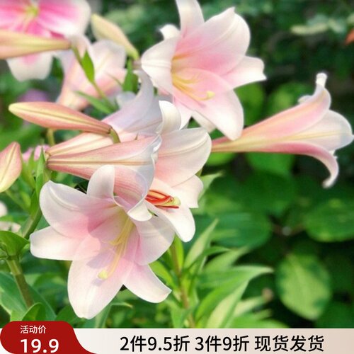 乔乔花屋 荷兰进口百合花种球LO/铁炮系列卡利淡粉色 3粒装现货
