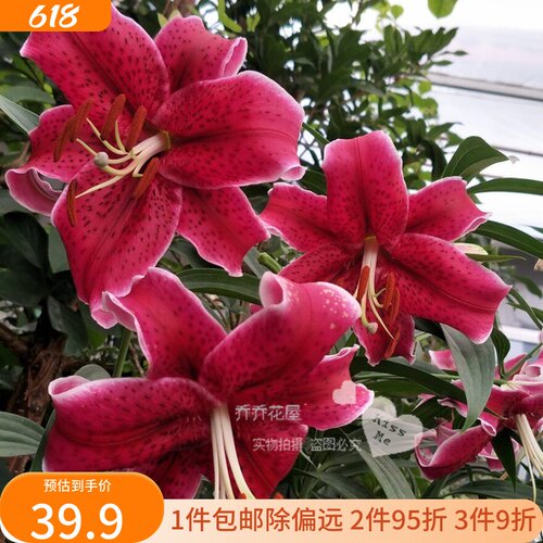 乔乔花屋 荷兰进口香水百合花种球O系列经典款黑美人 3粒装现货