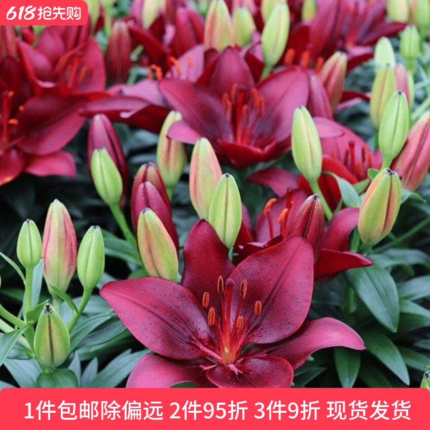 乔乔花屋 百合花种球LA/LO系列无香单瓣重瓣多个品种 3粒装现货