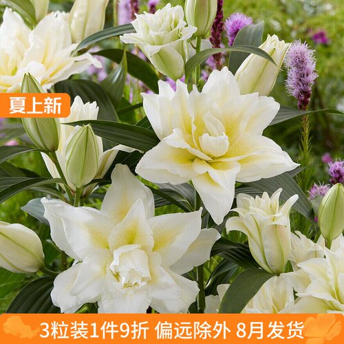 乔乔花屋荷兰进口百合花种球香水重瓣系列多个品种大球3粒装8月发
