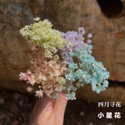 进口小雏菊永生花巴西迷你小星花小山花干花装饰diy手工滴胶材料