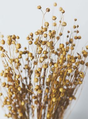 国产富贵豆小星diy材料拍摄干花