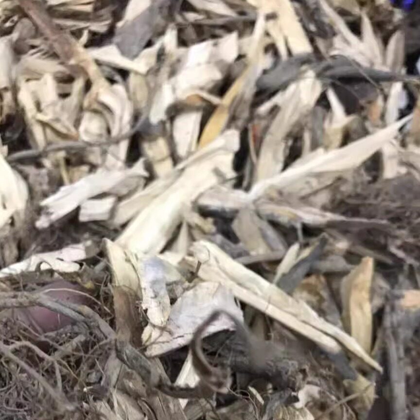 野生牛奶树根 梅州地区 农家自晒无硫 白花牛乳树根广东煲汤包邮
