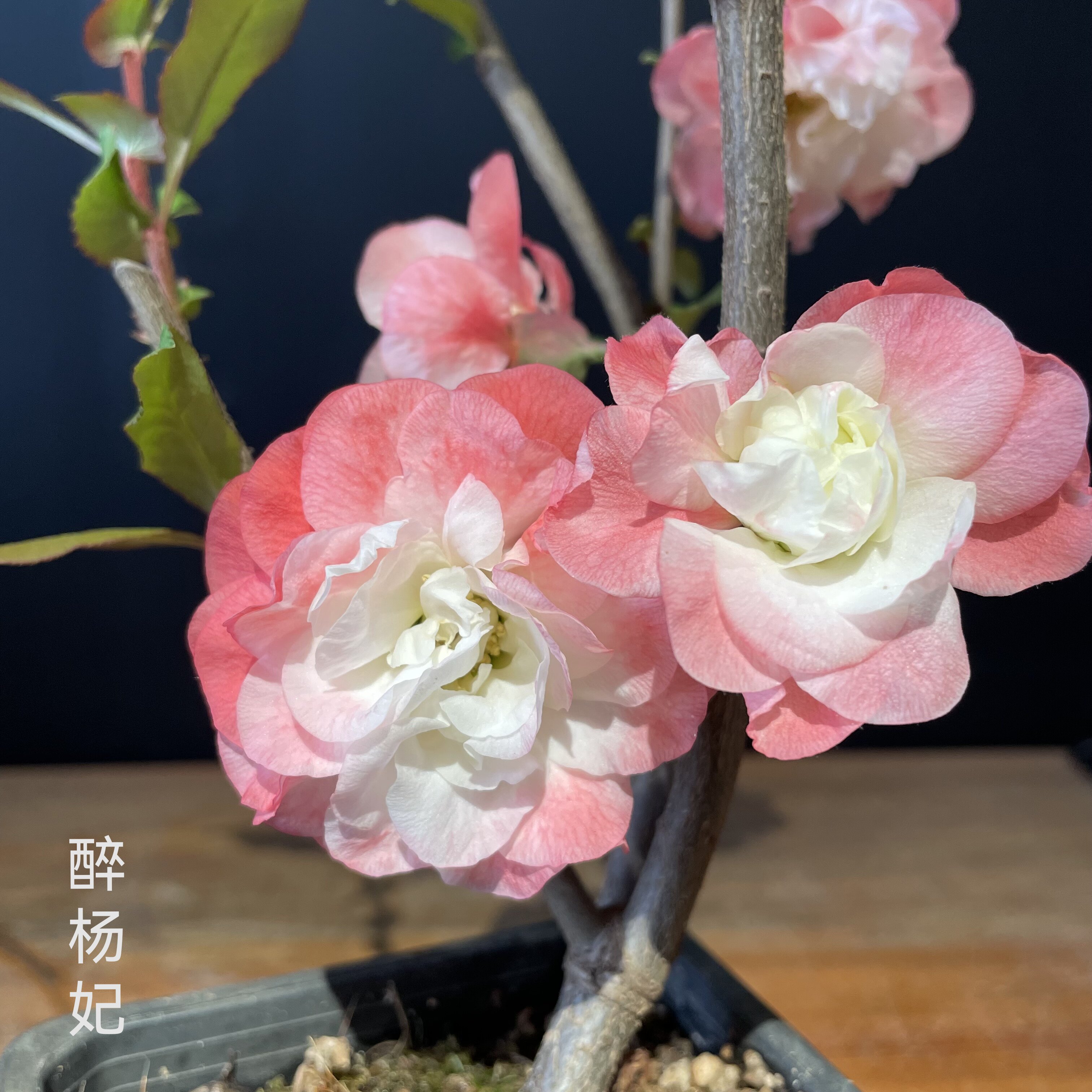 原生海棠海棠花春秋扦插