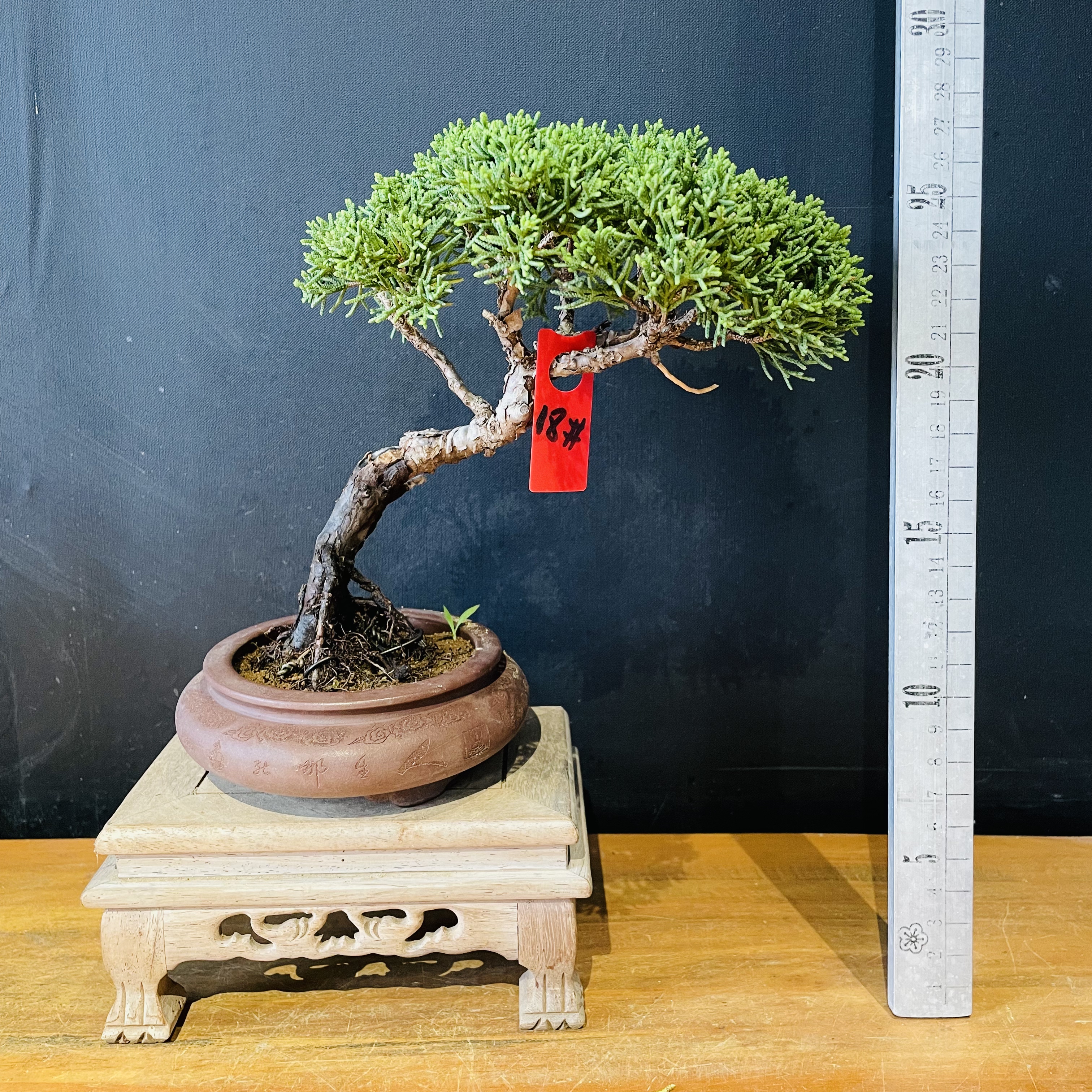 济州真柏小盆景原生老桩日本造型盆景黑松树掌中宝小品茶桌办公