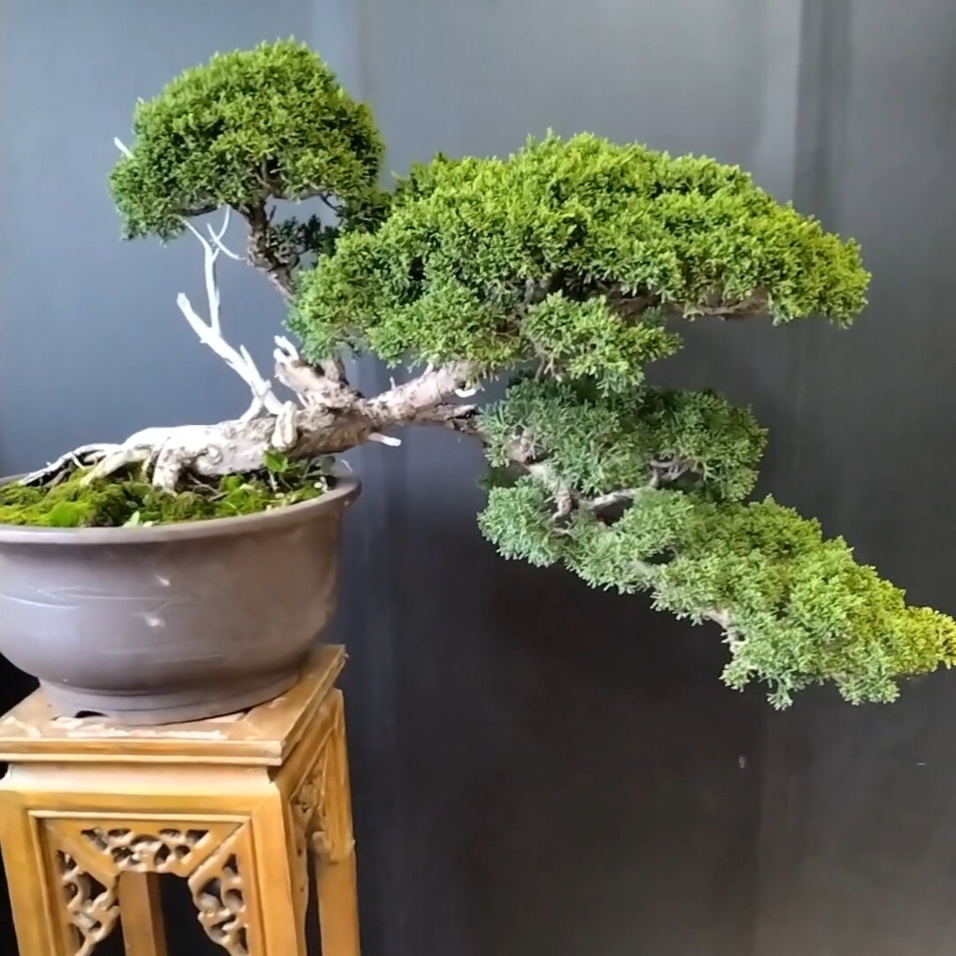 原生济州真柏盆景临水悬崖式十多年老桩