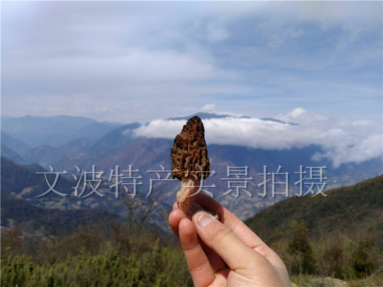 散装羊肚菌250克包邮