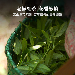 枞野丨老枞红茶正宗高山抛荒生态红茶花香枞韵传统工艺荒野红茶