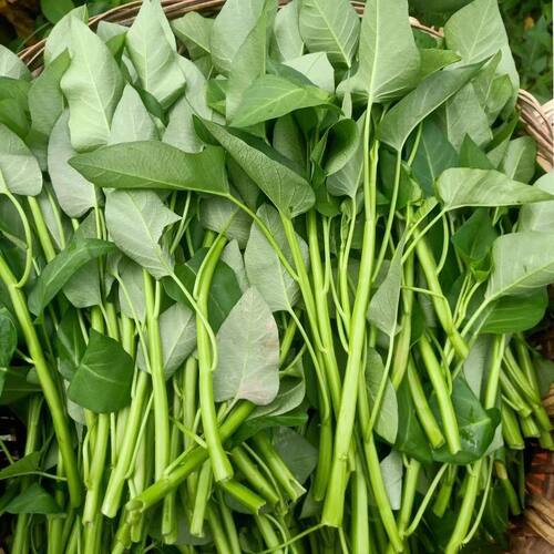 新鲜藤藤菜空心菜湖北特产农家自种应季蔬菜现摘现发空心菜净菜