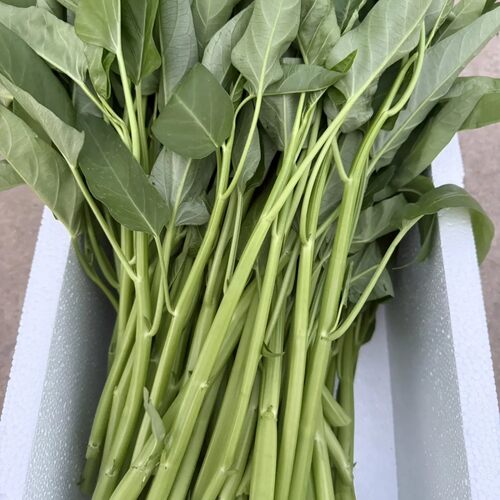 空心菜新鲜4斤3斤包邮湖北农家藤藤菜蕹菜蓊菜通心菜无心菜空筒菜