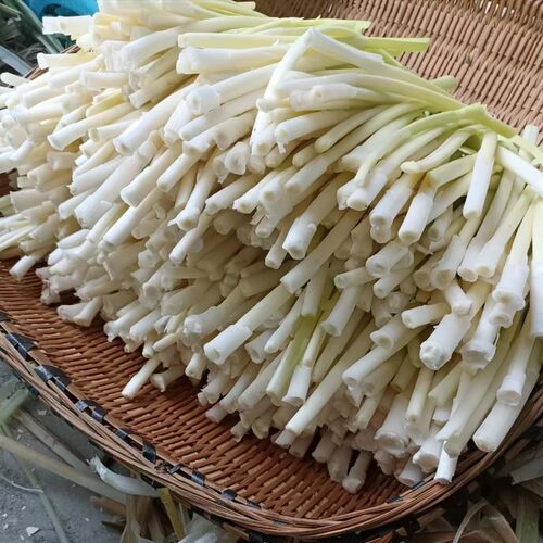 四月新鲜野生蒲菜鲜嫩野菜去皮净菜蒲草心蔬菜蒲笋蒲儿菜水生竹笋