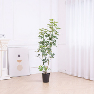 台湾鸭脚木 好养花叶大叶伞室内客厅绿植水培家居盆栽植物吸甲醛