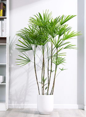 细叶金山棕竹小叶棕竹绿植净化空气植物盆栽散尾葵室内多株大盆