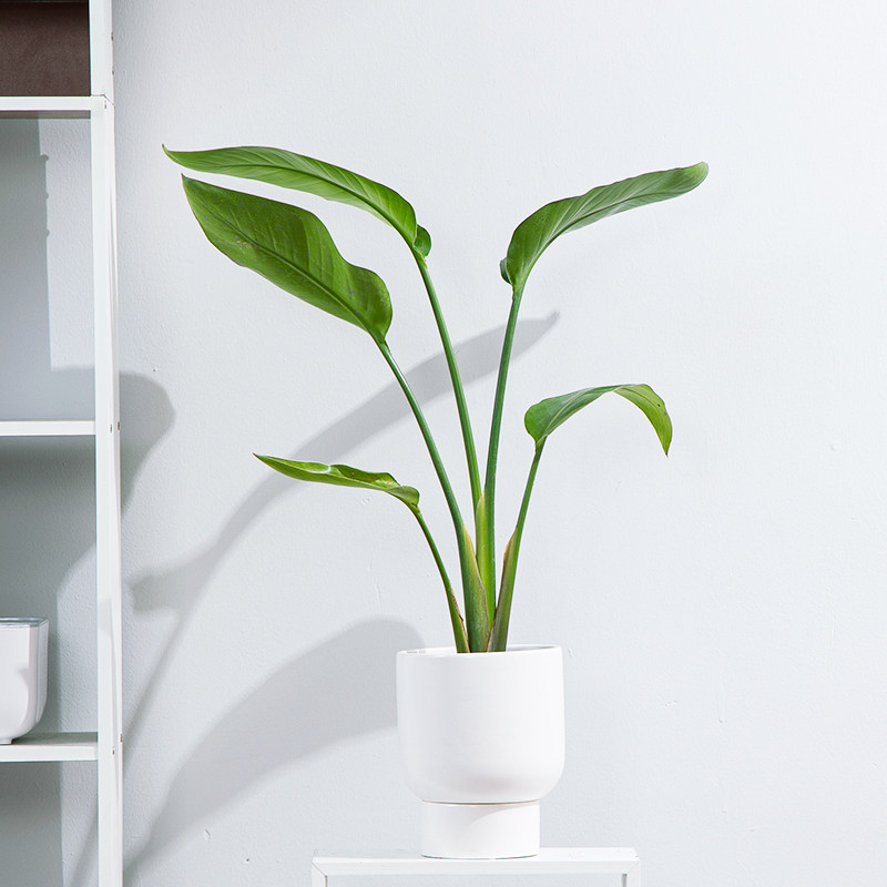 天堂鸟盆栽开花鹤望兰办公室客厅大型绿植室内阳台客厅植物好养
