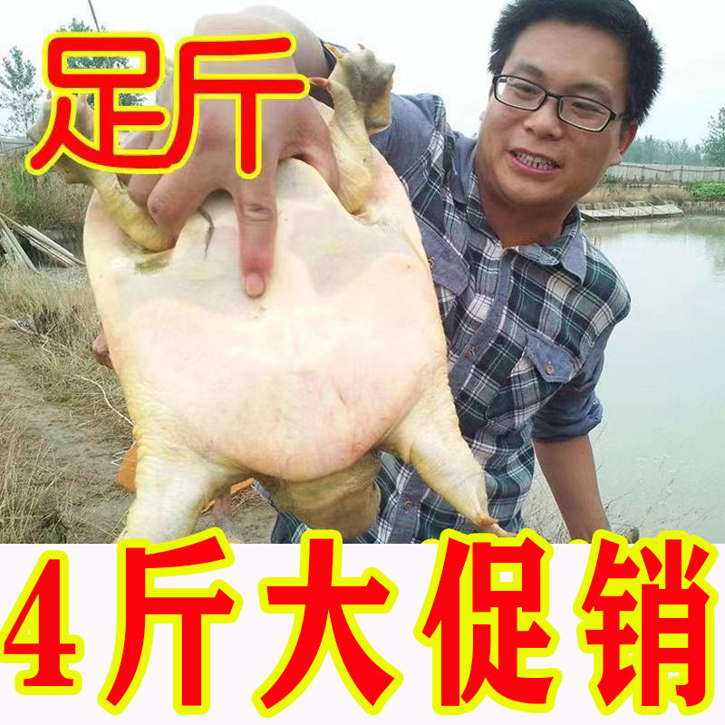 【包活送到 死了包赔】外塘鲜活大甲鱼活体水鱼王八小甲鱼公母
