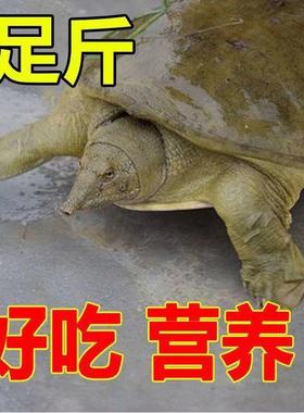 青黄色外塘新鲜活大甲鱼活体水鱼王八小甲鱼苗公母甲鱼杀好现杀