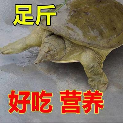 正宗生态青黄色大甲鱼滋补