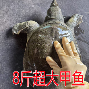 超大老甲鱼 8斤鲜活甲鱼活体王八中华鳖 水鱼团鱼王八生态放养