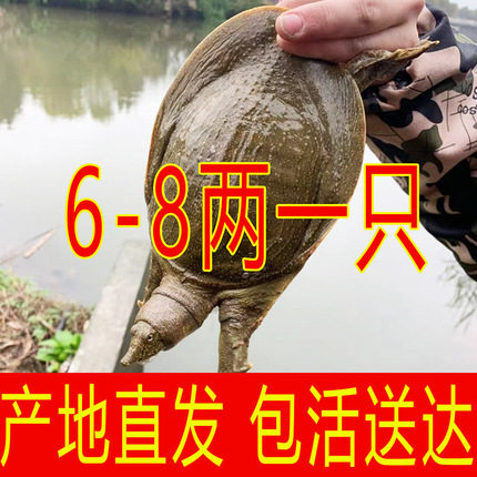 青黄色大甲鱼鲜活小甲鱼苗活体鲜活食用水鱼王八中华鳖苗食用