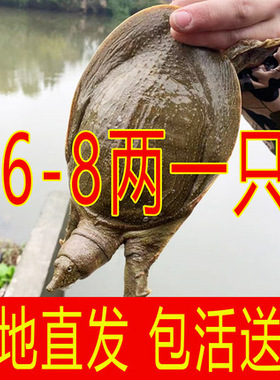 青黄色大甲鱼鲜活小甲鱼苗活体鲜活食用水鱼王八中华鳖苗食用