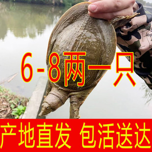 青黄色大甲鱼鲜活小甲鱼苗活体鲜活食用水鱼王八中华鳖苗食用