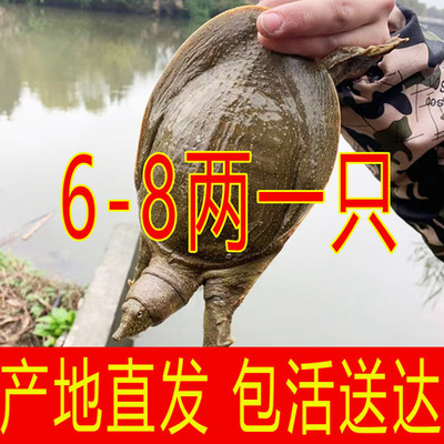【大福利】买2只送2只鲜活甲鱼