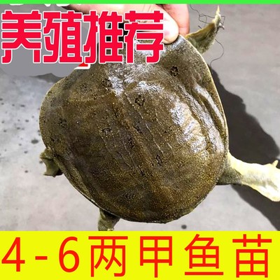 包活送到农家散养小甲鱼苗