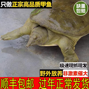 外塘生态新鲜活青黄背公甲鱼活体食用水鱼王八小甲鱼母甲鱼现杀好