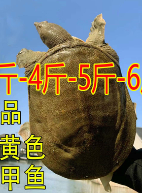 【外塘青黄色鲜活大甲鱼活体】中华鳖团鱼王八食用甲鱼鲜活现杀好