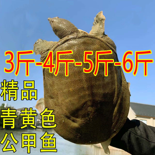 【外塘青黄色鲜活大甲鱼活体】中华鳖团鱼王八食用公母甲鱼现杀好