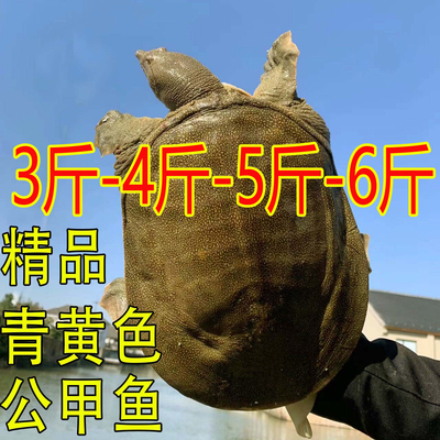 外塘青黄色鲜活大甲鱼活体