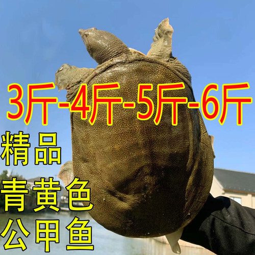 外塘青黄色鲜活大甲鱼活体