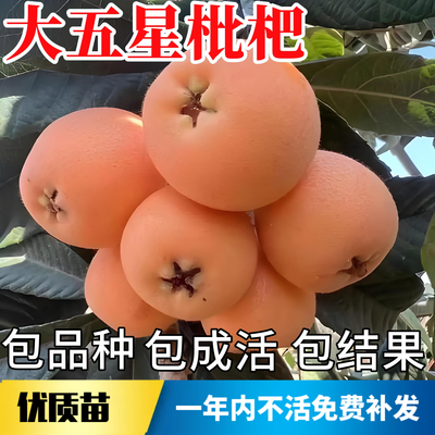 大五星枇杷苗树不活包赔当年结果