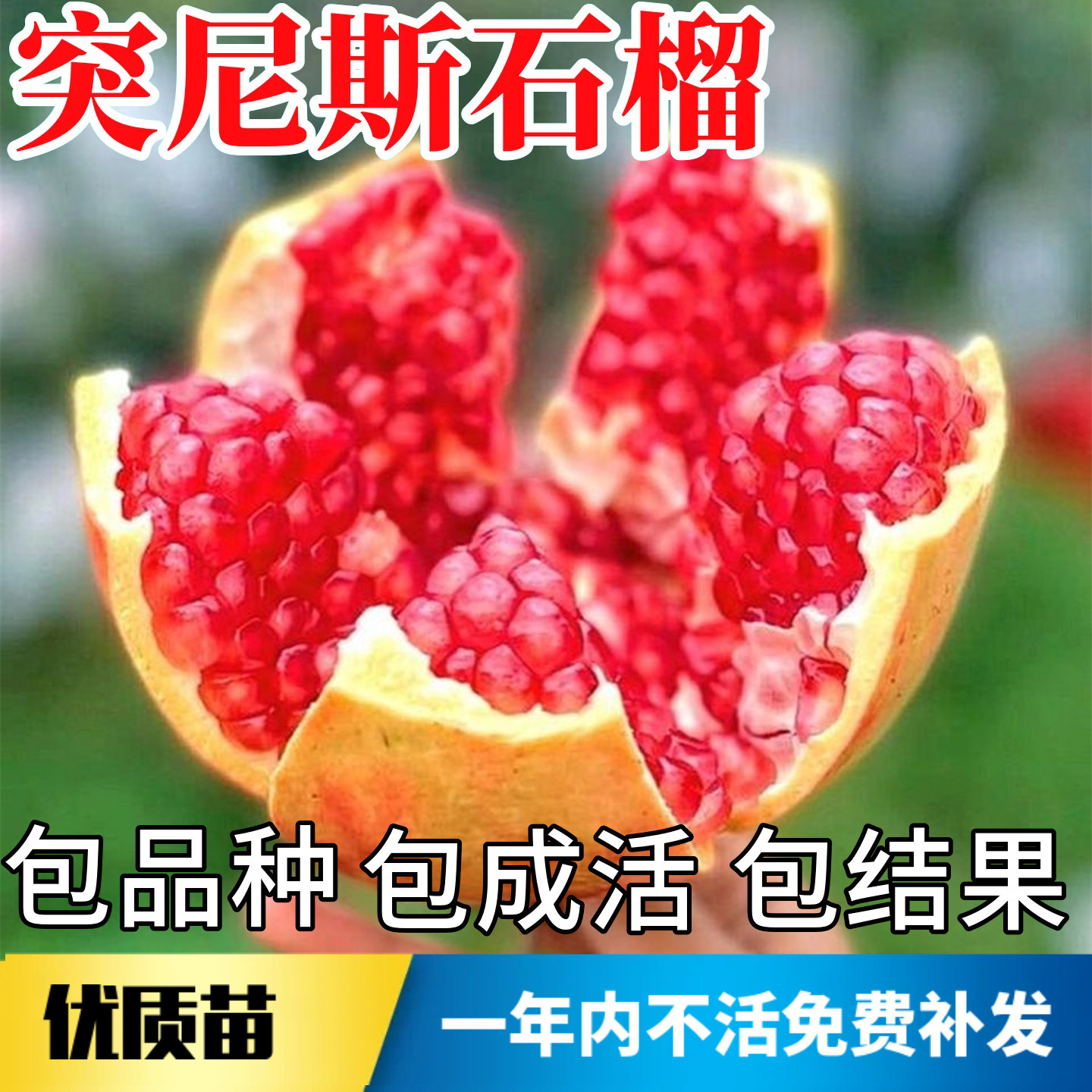 突尼斯软籽石榴苗包成活当年结果图片