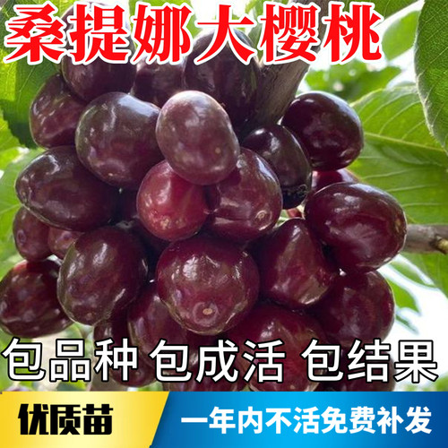 桑提娜大樱桃苗不活包赔当年结果