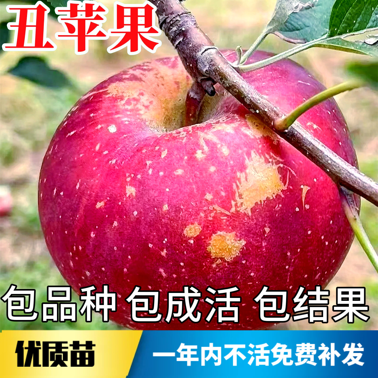 丑苹果树果苗不活包赔当年结果图片