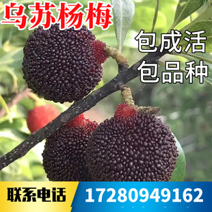 乌苏杨梅苗南北方庭院地栽种植大杨梅树树苗阳台盆栽嫁接当年结果